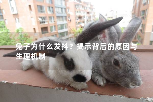兔子为什么发抖？揭示背后的原因与生理机制