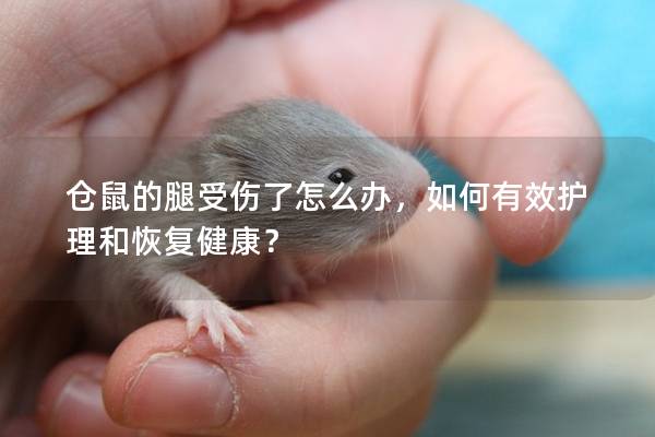 仓鼠的腿受伤了怎么办，如何有效护理和恢复健康？