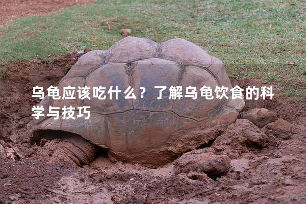乌龟应该吃什么？了解乌龟饮食的科学与技巧