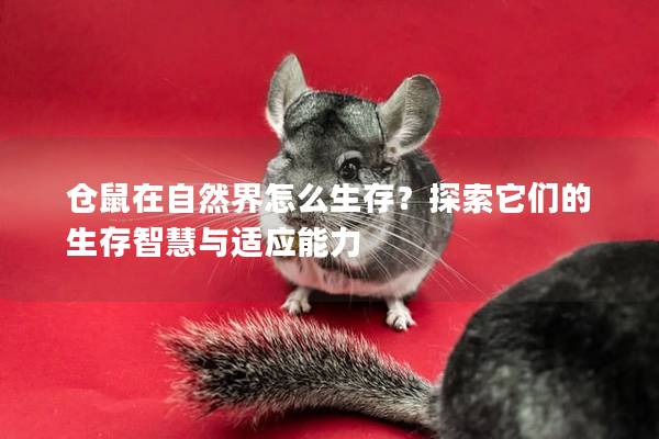 仓鼠在自然界怎么生存？探索它们的生存智慧与适应能力