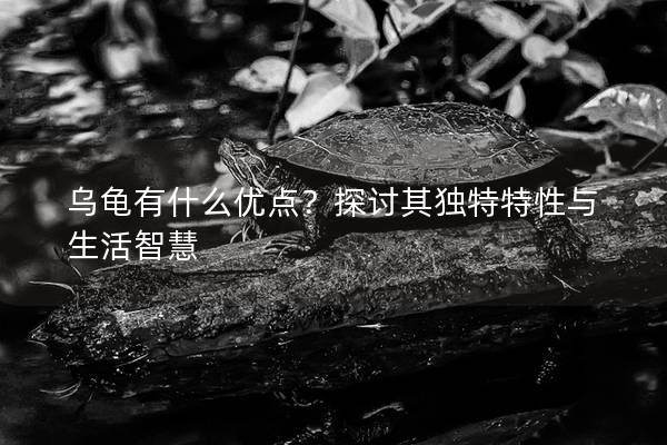 乌龟有什么优点？探讨其独特特性与生活智慧
