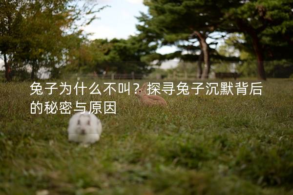 兔子为什么不叫？探寻兔子沉默背后的秘密与原因