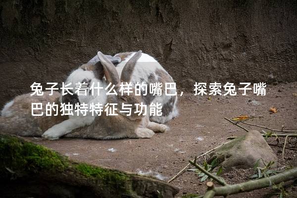兔子长着什么样的嘴巴，探索兔子嘴巴的独特特征与功能