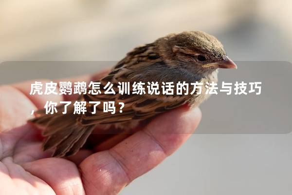 虎皮鹦鹉怎么训练说话的方法与技巧，你了解了吗？