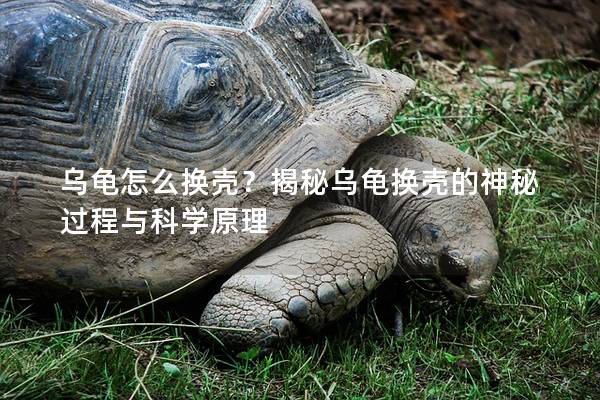 乌龟怎么换壳？揭秘乌龟换壳的神秘过程与科学原理