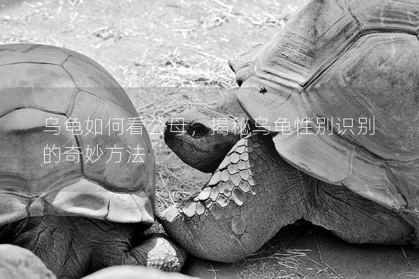 乌龟如何看公母，揭秘乌龟性别识别的奇妙方法