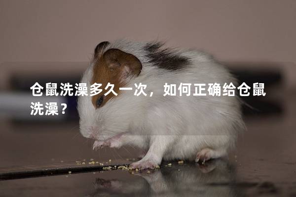 仓鼠洗澡多久一次，如何正确给仓鼠洗澡？
