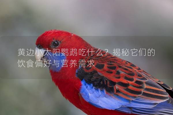 黄边小太阳鹦鹉吃什么？揭秘它们的饮食偏好与营养需求