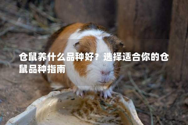 仓鼠养什么品种好？选择适合你的仓鼠品种指南