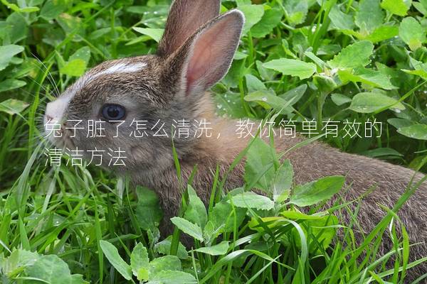 兔子脏了怎么清洗，教你简单有效的清洁方法