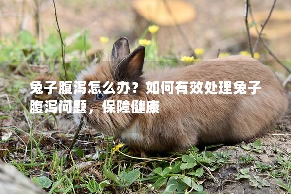 兔子腹泻怎么办？如何有效处理兔子腹泻问题，保障健康