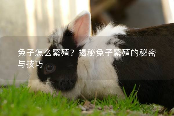兔子怎么繁殖？揭秘兔子繁殖的秘密与技巧