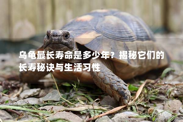 乌龟最长寿命是多少年？揭秘它们的长寿秘诀与生活习性