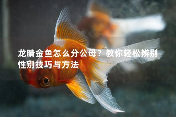 龙睛金鱼怎么分公母？教你轻松辨别性别技巧与方法