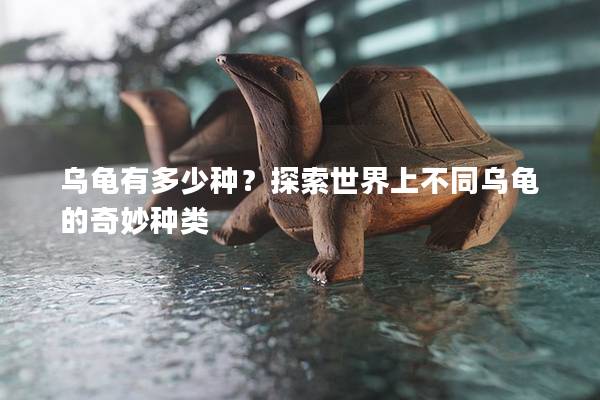 乌龟有多少种？探索世界上不同乌龟的奇妙种类