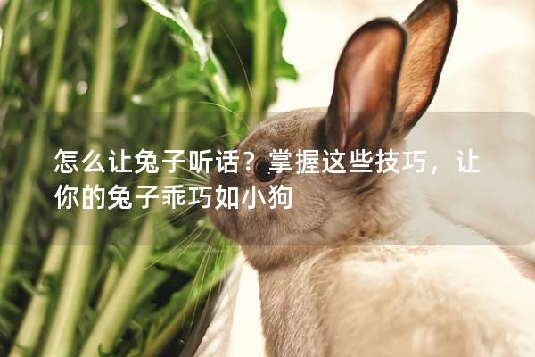 怎么让兔子听话？掌握这些技巧，让你的兔子乖巧如小狗