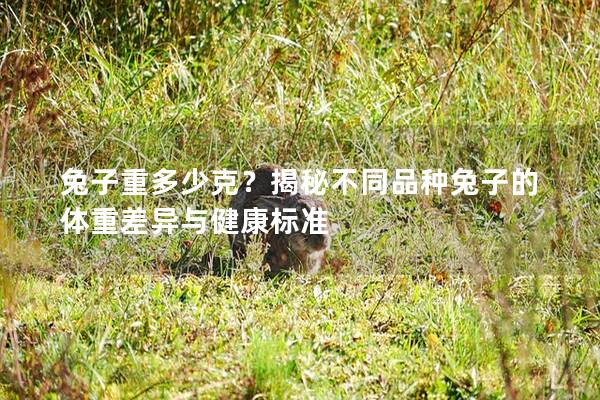 兔子重多少克？揭秘不同品种兔子的体重差异与健康标准