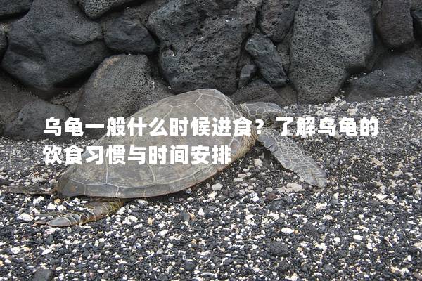 乌龟一般什么时候进食？了解乌龟的饮食习惯与时间安排