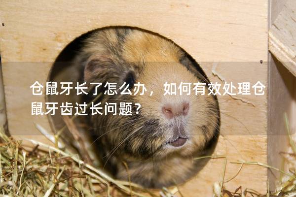 仓鼠牙长了怎么办，如何有效处理仓鼠牙齿过长问题？