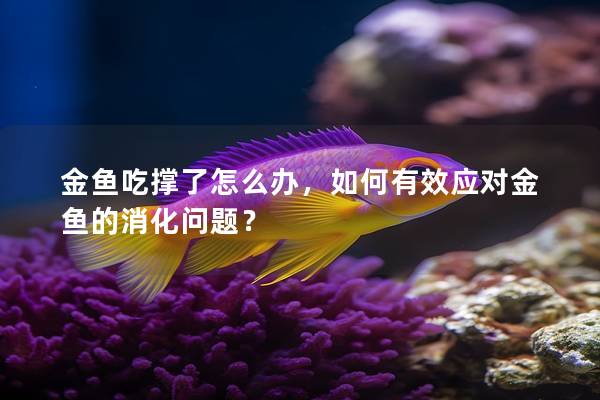 金鱼吃撑了怎么办，如何有效应对金鱼的消化问题？