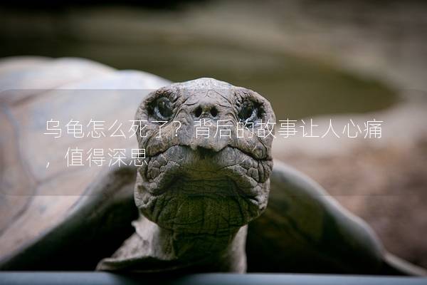 乌龟怎么死了？背后的故事让人心痛，值得深思