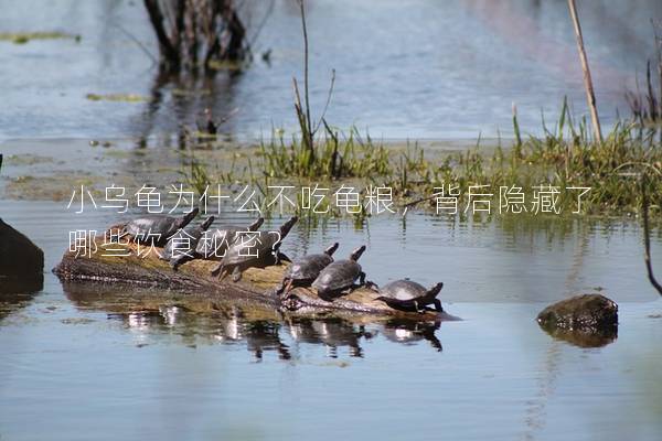 小乌龟为什么不吃龟粮，背后隐藏了哪些饮食秘密？