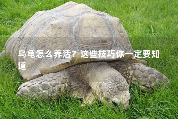 乌龟怎么养活？这些技巧你一定要知道