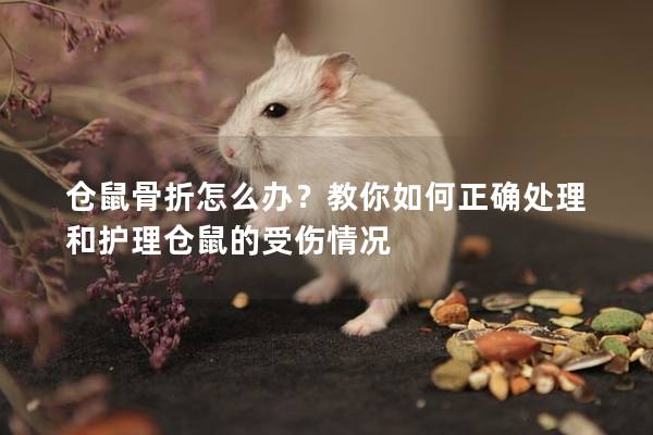 仓鼠骨折怎么办？教你如何正确处理和护理仓鼠的受伤情况