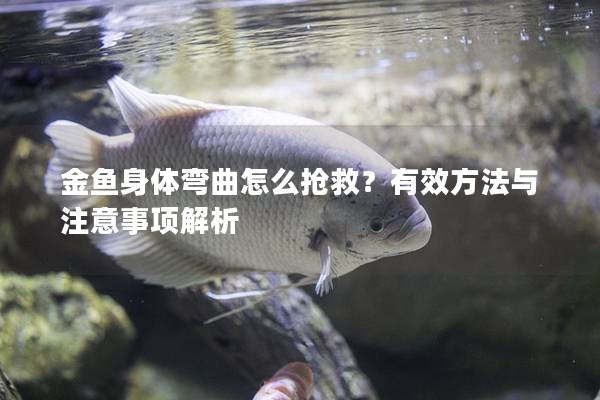 金鱼身体弯曲怎么抢救？有效方法与注意事项解析
