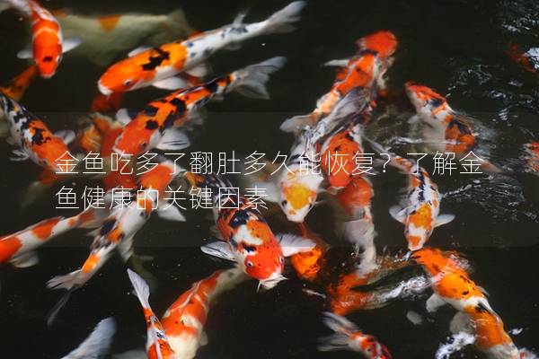 金鱼吃多了翻肚多久能恢复？了解金鱼健康的关键因素