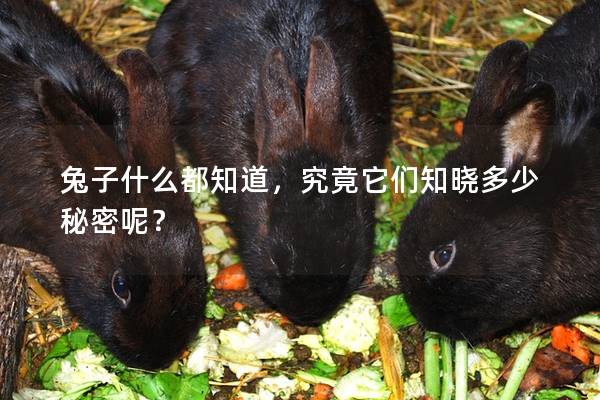 兔子什么都知道，究竟它们知晓多少秘密呢？