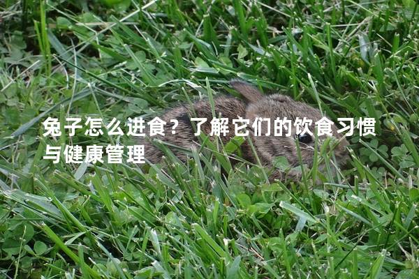 兔子怎么进食？了解它们的饮食习惯与健康管理