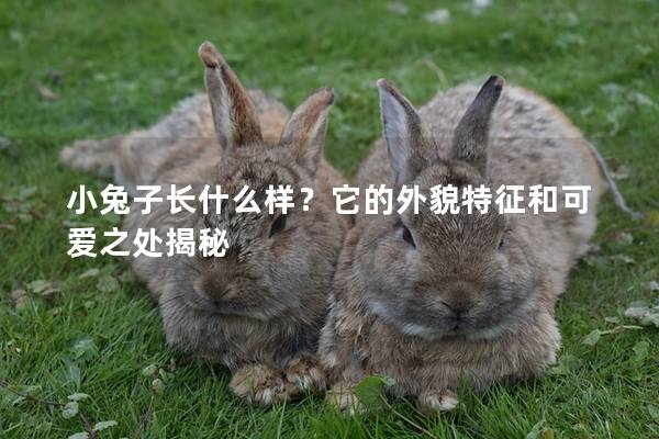 小兔子长什么样？它的外貌特征和可爱之处揭秘