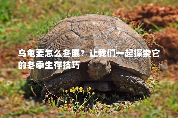 乌龟要怎么冬眠？让我们一起探索它的冬季生存技巧