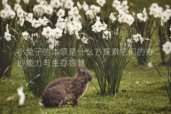 小兔子的本领是什么？探索它们的奇妙能力与生存智慧