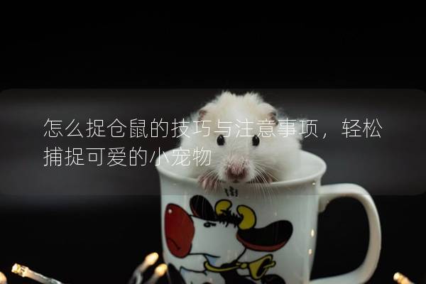 怎么捉仓鼠的技巧与注意事项，轻松捕捉可爱的小宠物