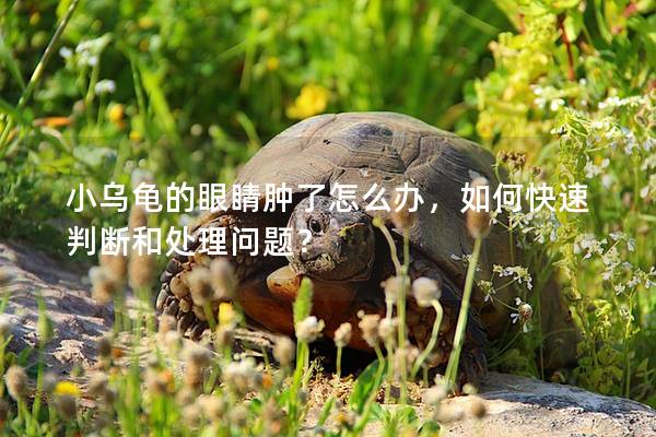 小乌龟的眼睛肿了怎么办，如何快速判断和处理问题？