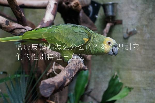 蓝虎皮鹦鹉怎么分公母？教你识别它们的性别特征与方法