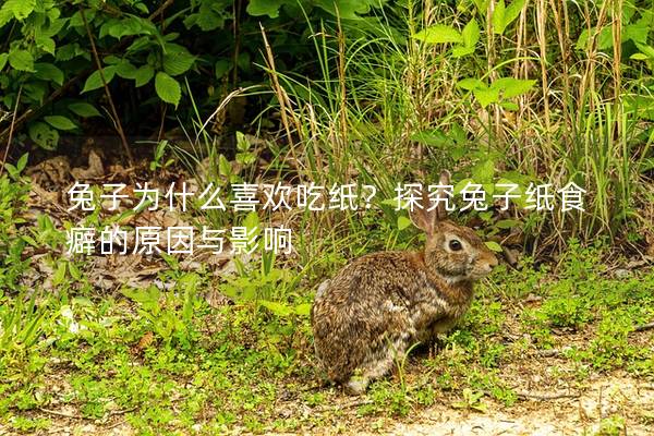 兔子为什么喜欢吃纸？探究兔子纸食癖的原因与影响