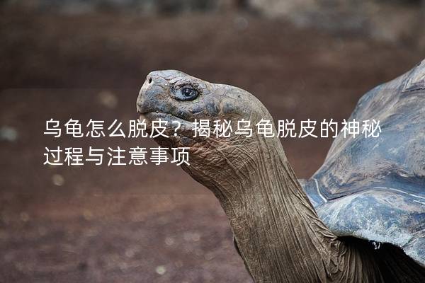 乌龟怎么脱皮？揭秘乌龟脱皮的神秘过程与注意事项