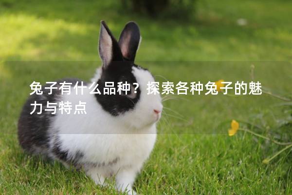 兔子有什么品种？探索各种兔子的魅力与特点