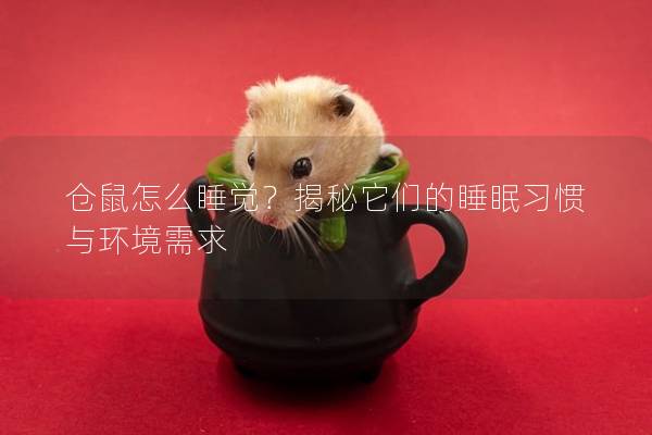 仓鼠怎么睡觉？揭秘它们的睡眠习惯与环境需求
