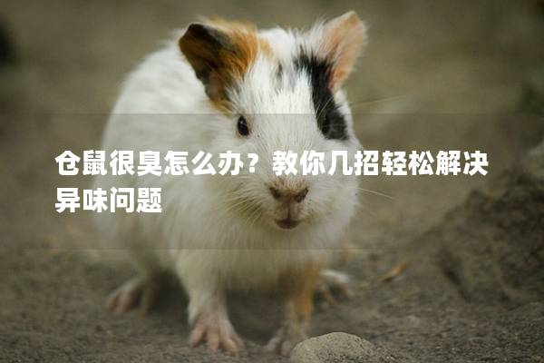 仓鼠很臭怎么办？教你几招轻松解决异味问题
