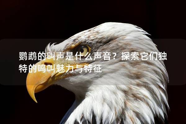 鹦鹉的叫声是什么声音？探索它们独特的鸣叫魅力与特征