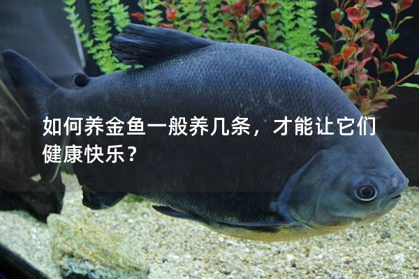 如何养金鱼一般养几条，才能让它们健康快乐？