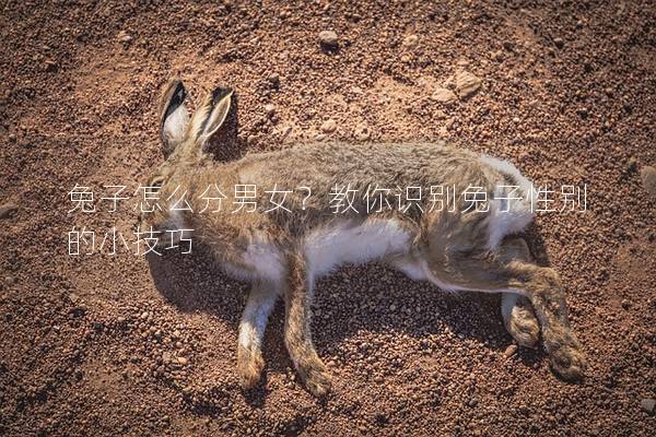 兔子怎么分男女？教你识别兔子性别的小技巧