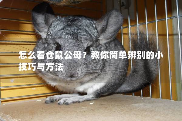 怎么看仓鼠公母？教你简单辨别的小技巧与方法