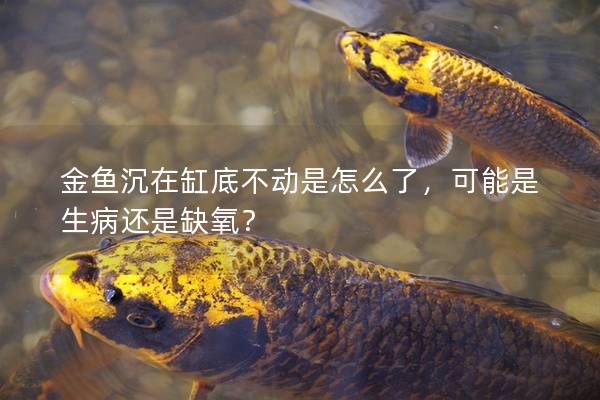 金鱼沉在缸底不动是怎么了，可能是生病还是缺氧？