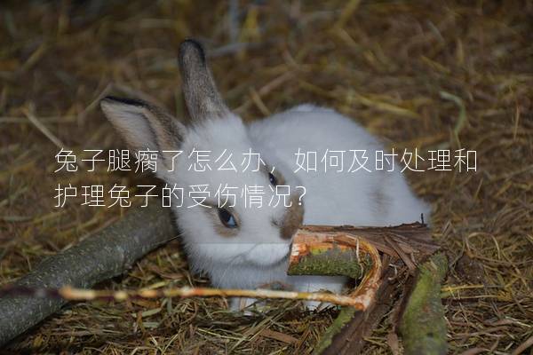 兔子腿瘸了怎么办，如何及时处理和护理兔子的受伤情况？
