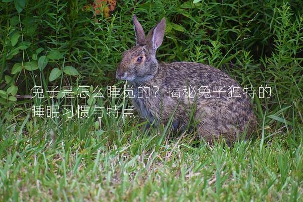 兔子是怎么睡觉的？揭秘兔子独特的睡眠习惯与特点
